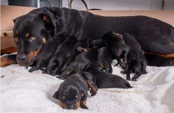 狗狗难产会有怎样的症状,狗狗会有急产吗