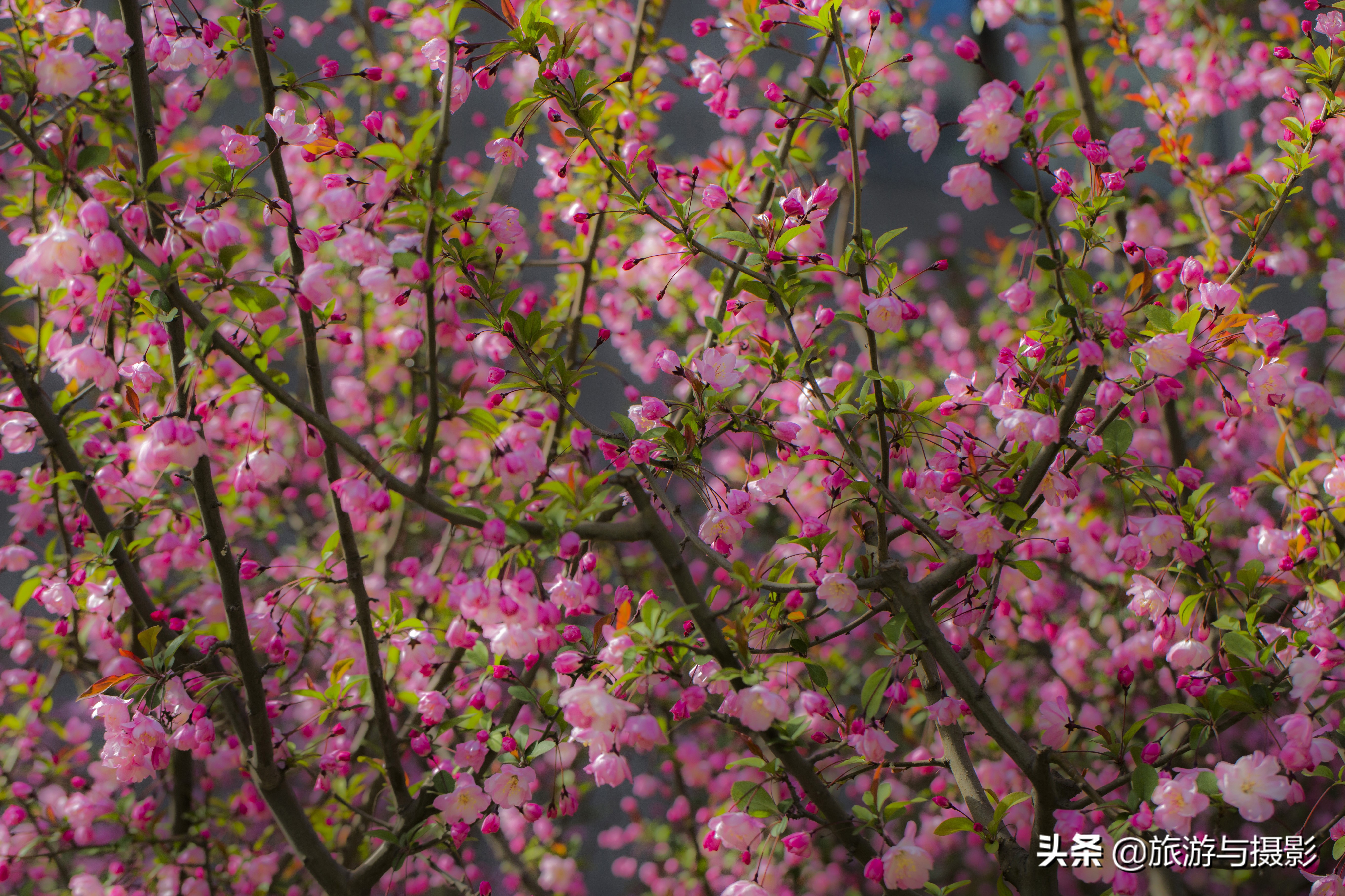 海棠花诗七绝,南宋海棠花图古诗