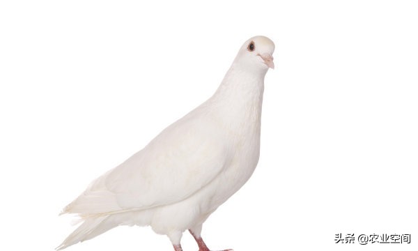 信鸽的养殖方法及鉴别信鸽的好坏,养殖鸽子技能