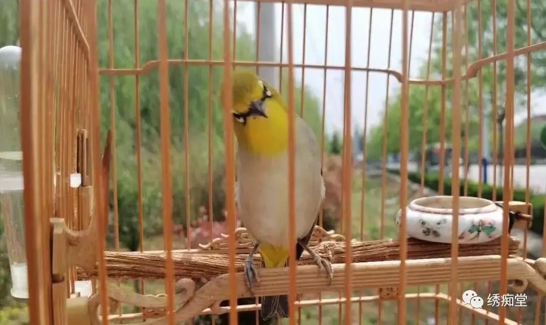 怎么防鸟仰头翻跟头,雏鸟为啥容易仰头