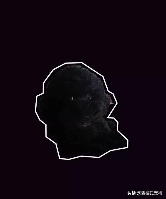 养狗真实感受图片,养狗黑的好还是黄色的好