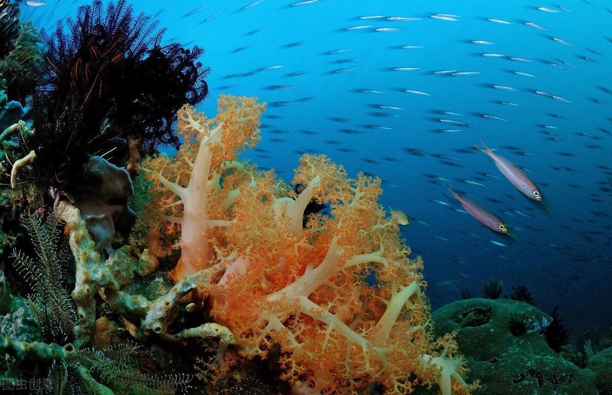 珊瑚掉色是怎么回事,珊瑚掉色是什么原因