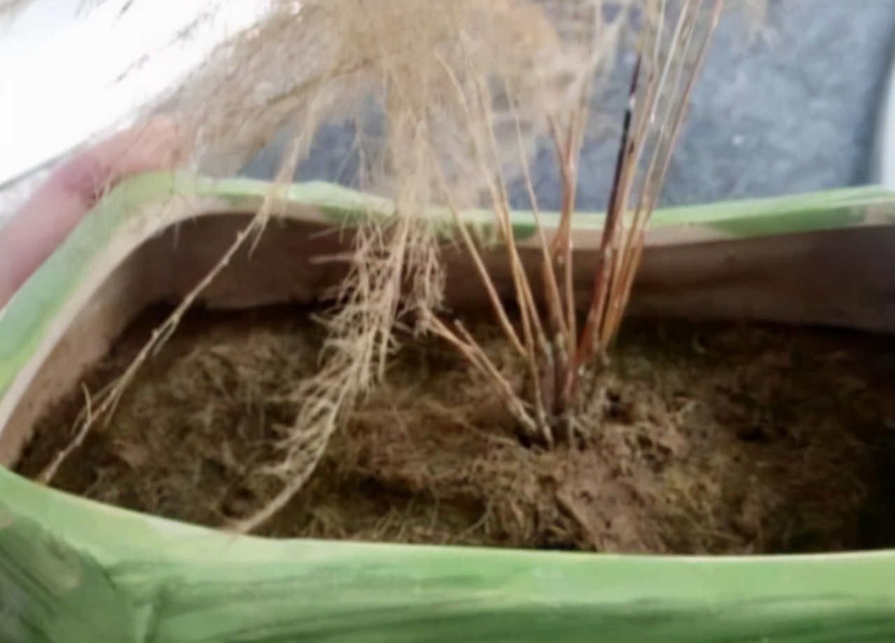 浇水过多死的植物,最容易浇死的6种花