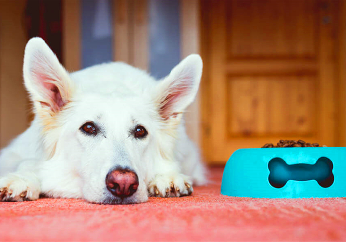 爱犬得了不治之症怎么办,小狗患有糖尿病是否可治愈