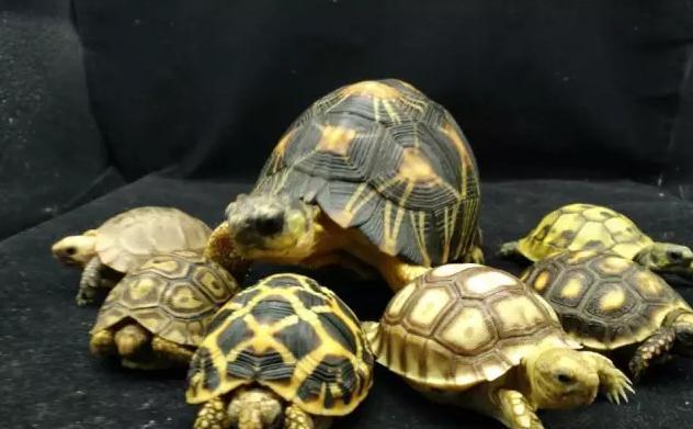 养殖龟分析,养殖陆龟犯不犯法