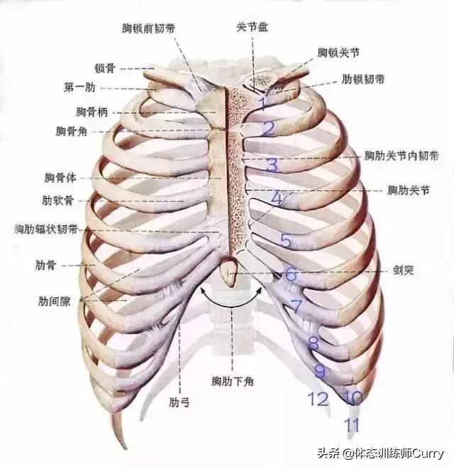 胸大但是瘦是什么原因,又瘦又有胸怎么回事