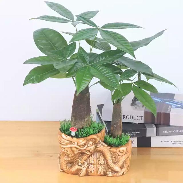 发财树不旺盛怎么办,发财树过不了冬怎么办