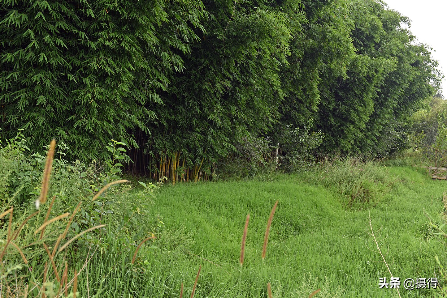 昆明这里有2000米竹林道，1500亩荷塘，300亩薰衣草花海，免门票