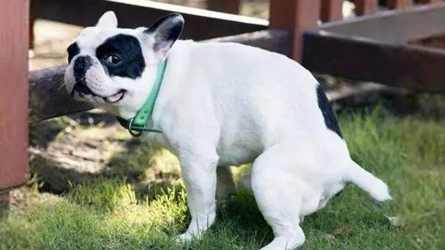 狗狗体内有寄生虫是怎么样的表现,狗狗体内寄生虫离开体内能活多久