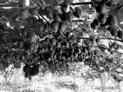 猕猴桃推荐拼多多,新鲜的猕猴桃加益生菌酸奶可以吗