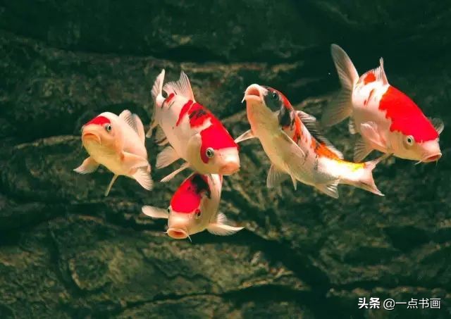 池中之仙，惊艳若此——锦鲤