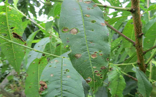 桃子得了穿孔病怎么治,桃子穿孔病要用什么农药来治