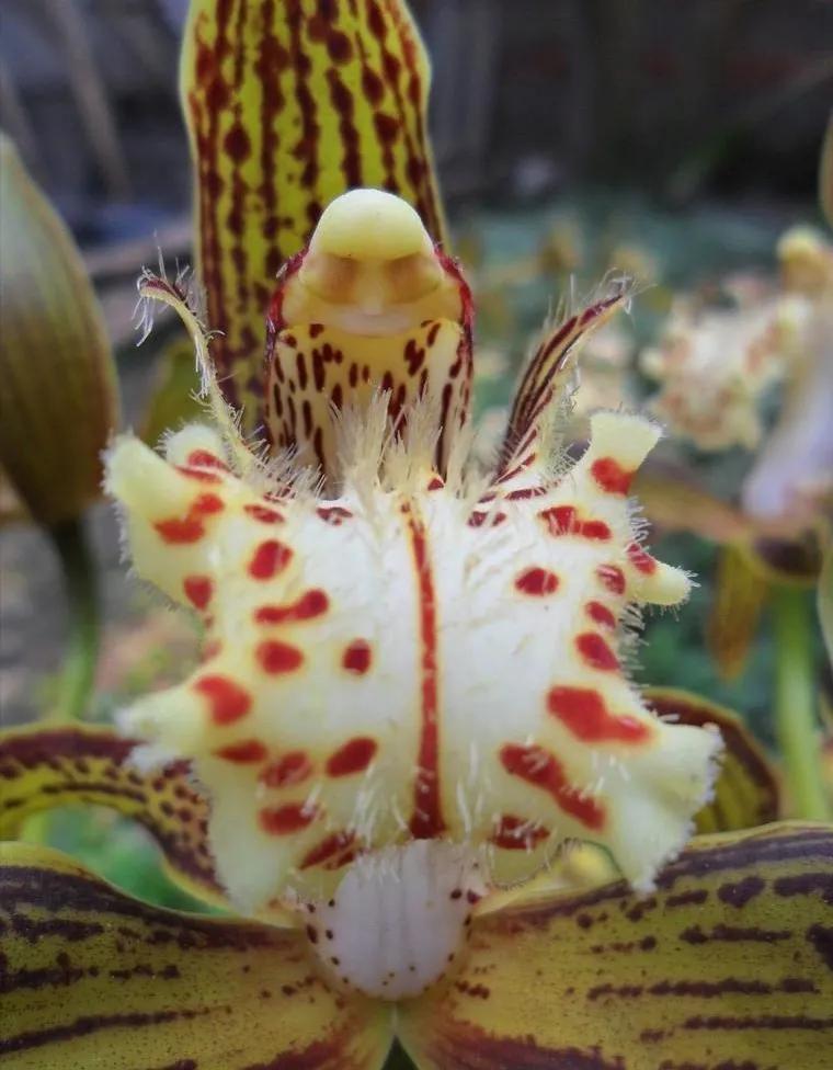 兰花高洁的古诗,高洁典雅的兰花壁纸