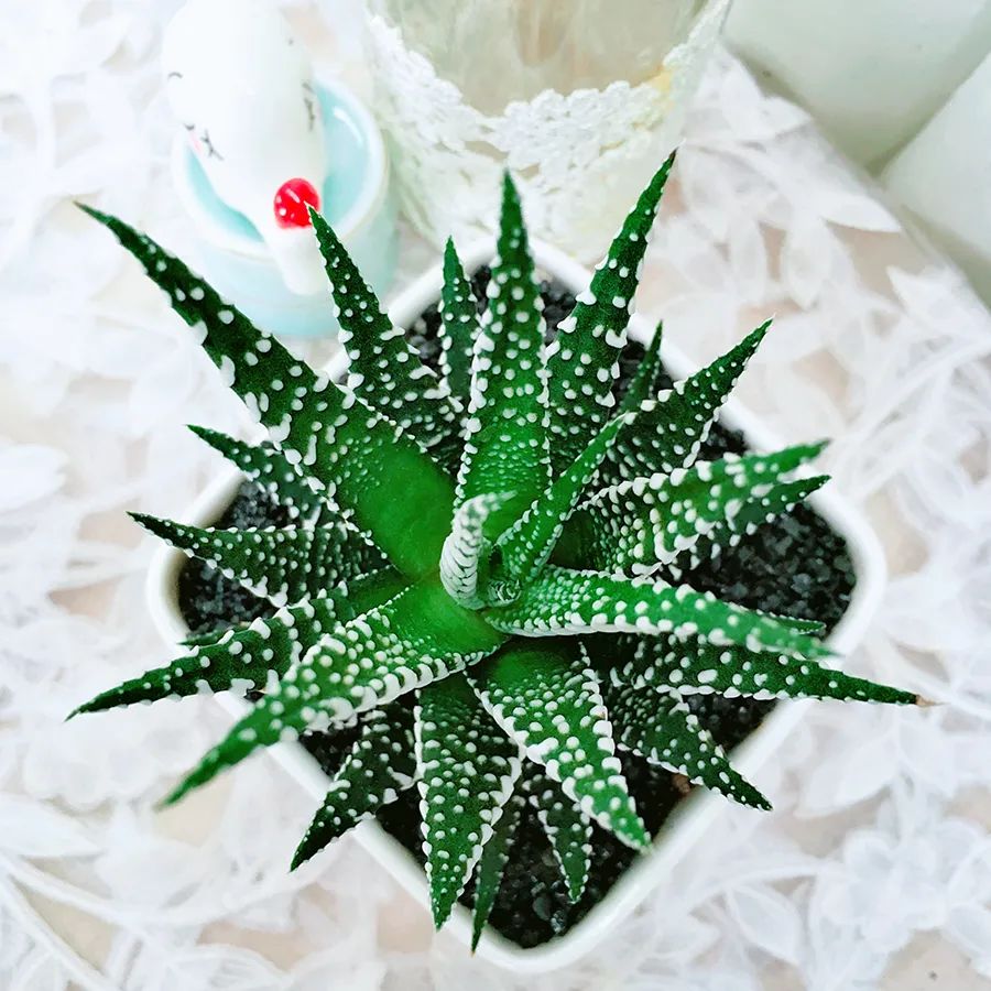 鼠尾兰多肉植物的养护,狐尾兰怎么养才好看