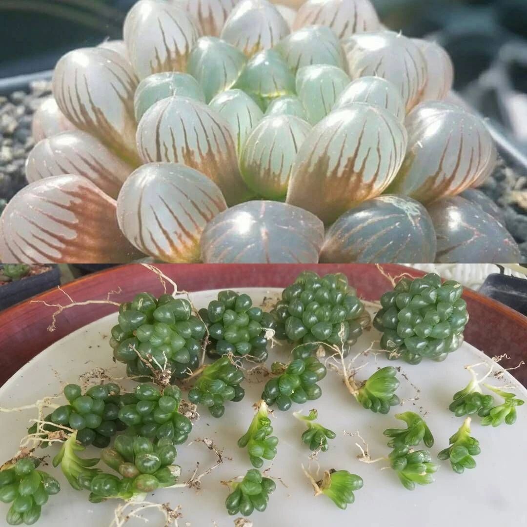 怎么让玉露更透光,让玉露晶莹剔透的方法