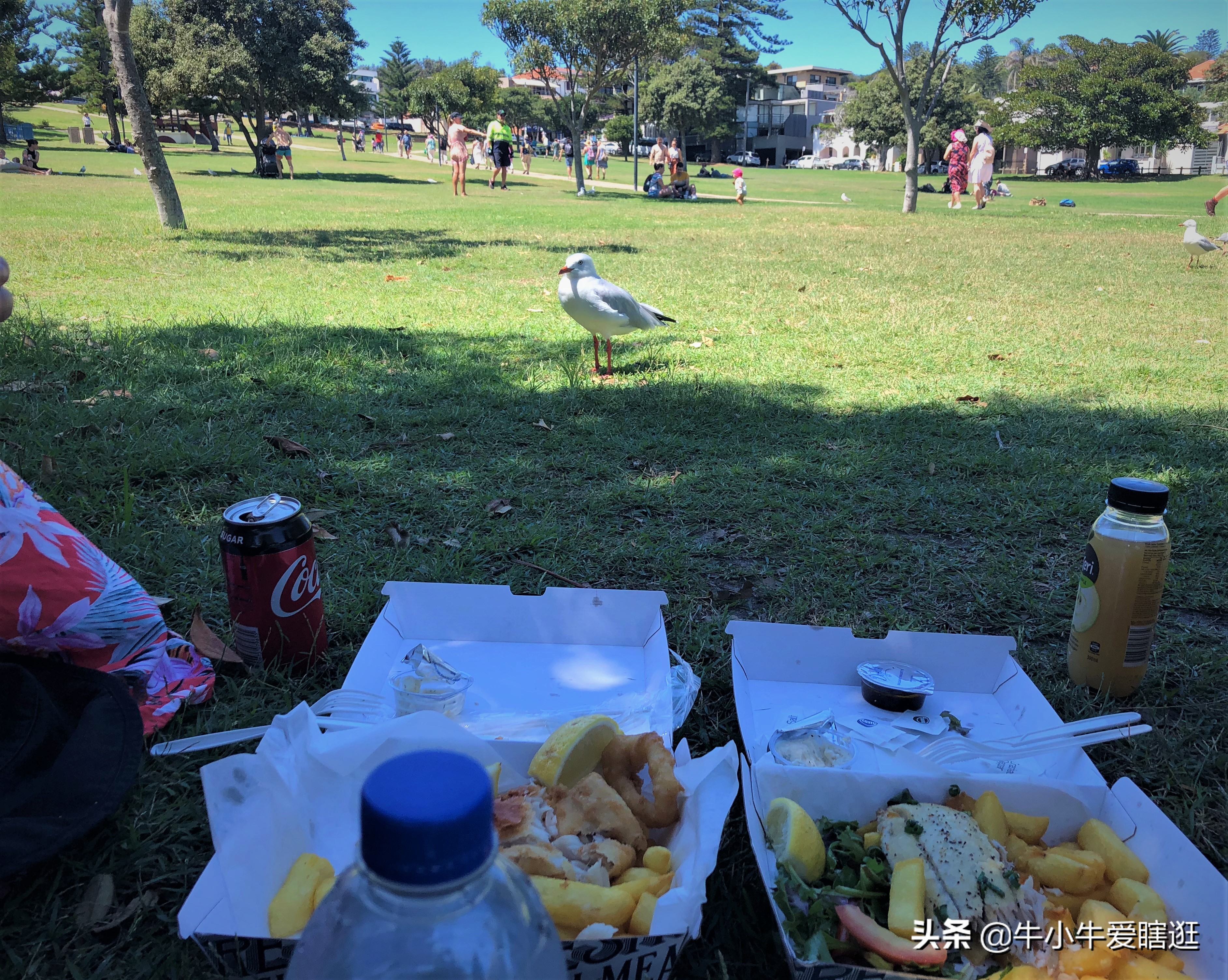 悉尼7日游自由行攻略,澳洲阿德莱德旅游攻略