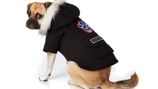 主人给狗狗穿棉服,主人给狗穿衣服