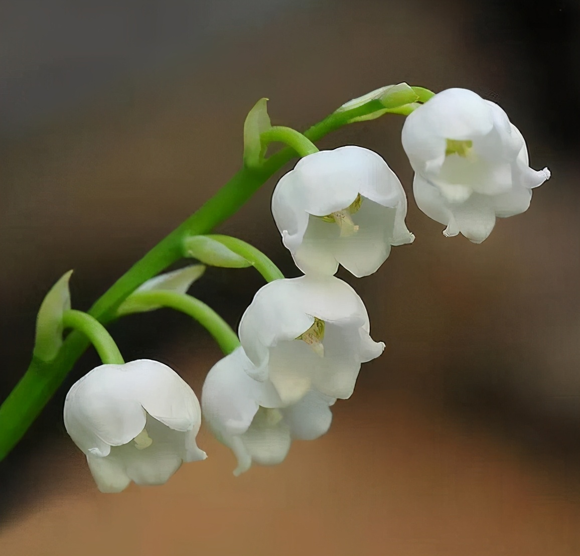 铃兰花怎么养才能更茂盛,铃兰花怎么养才好看