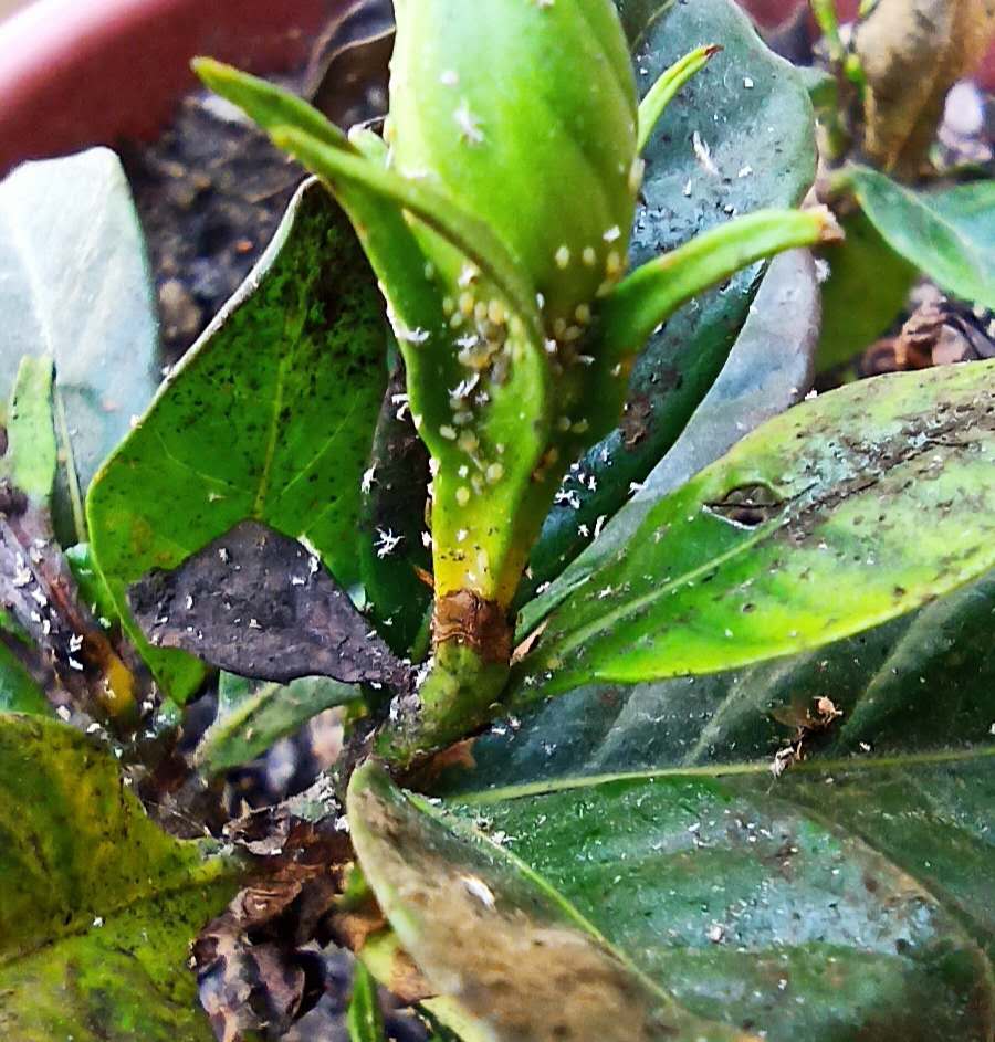 花卉植物有蚜虫蚧壳虫用什么药,花卉一天中什么时间打蚜虫最好