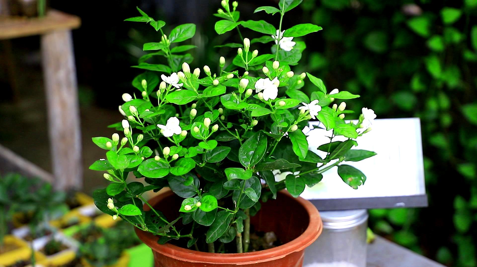 家里养什么花好看又好养又旺风水,12种吉祥花适合养在家里