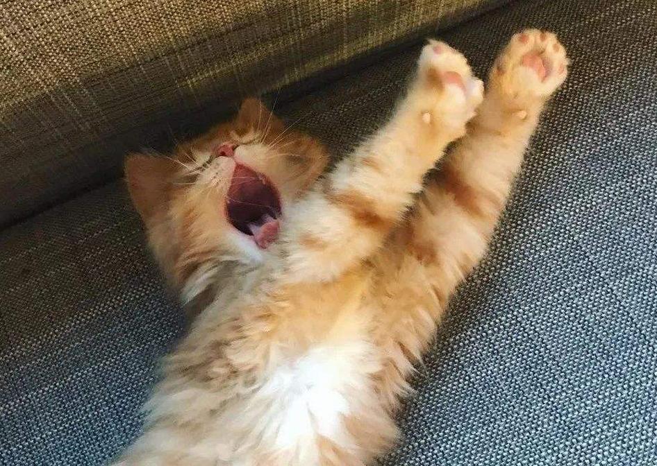 喵星人每晚睡觉,喵星人半夜乱跑