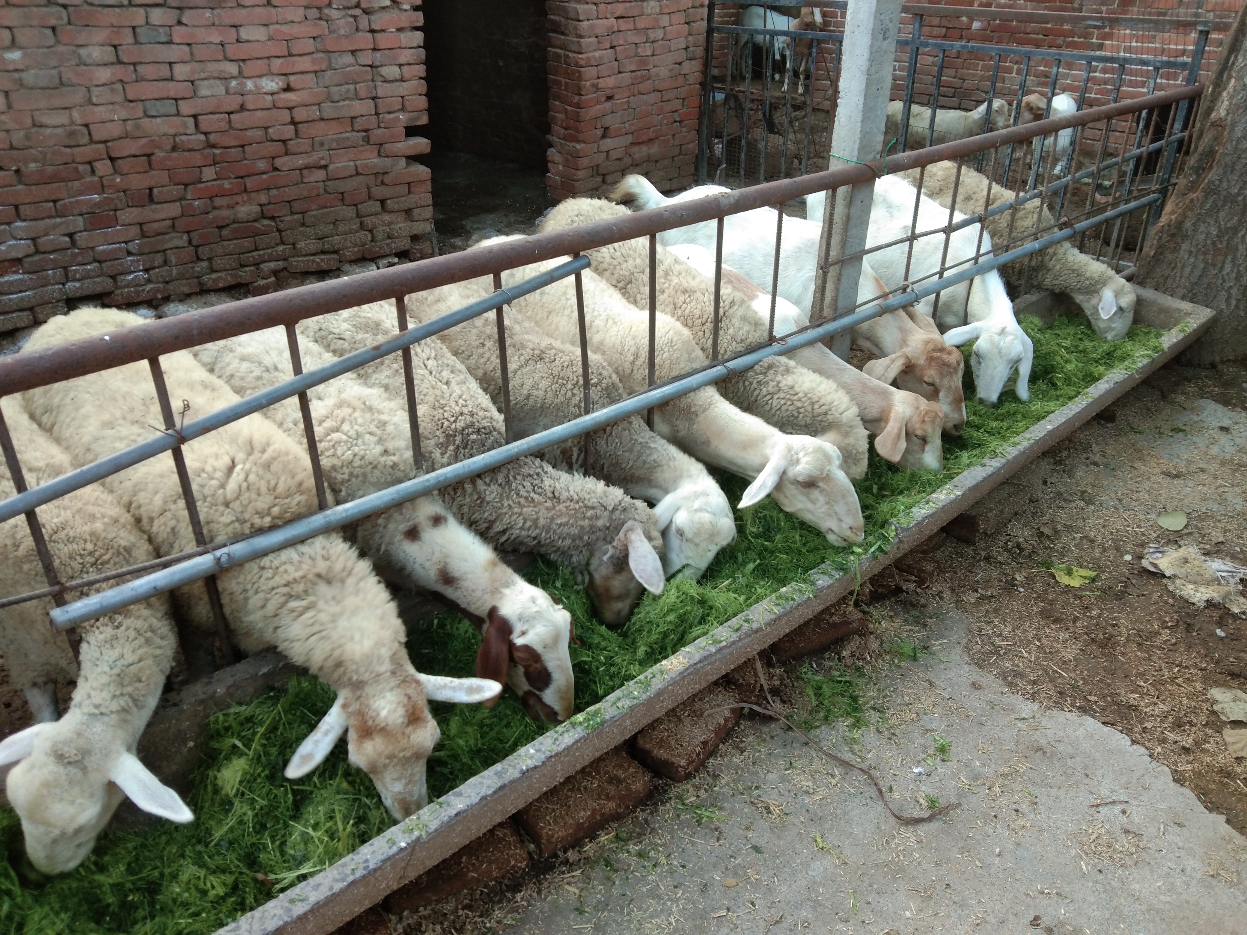 养羊中常遇到的几种母羊不受孕的原因，及其治疗方法、注意事项