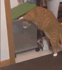 猫圈一定是魔咒吗,猫圈玄学黑猫