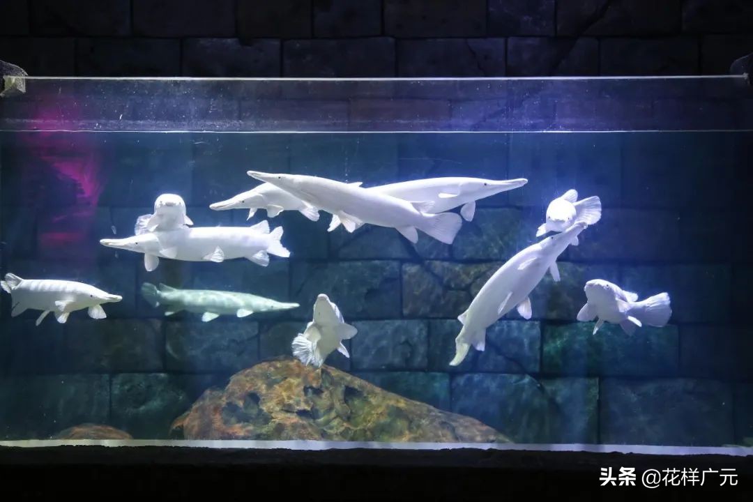 世界十大最凶猛淡水鱼之鳄雀鳝,海洋大揭秘之鱼类大科普海鳝