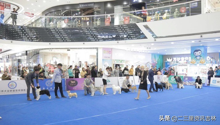 2018年cku全犬种中国展,cku吉林犬展