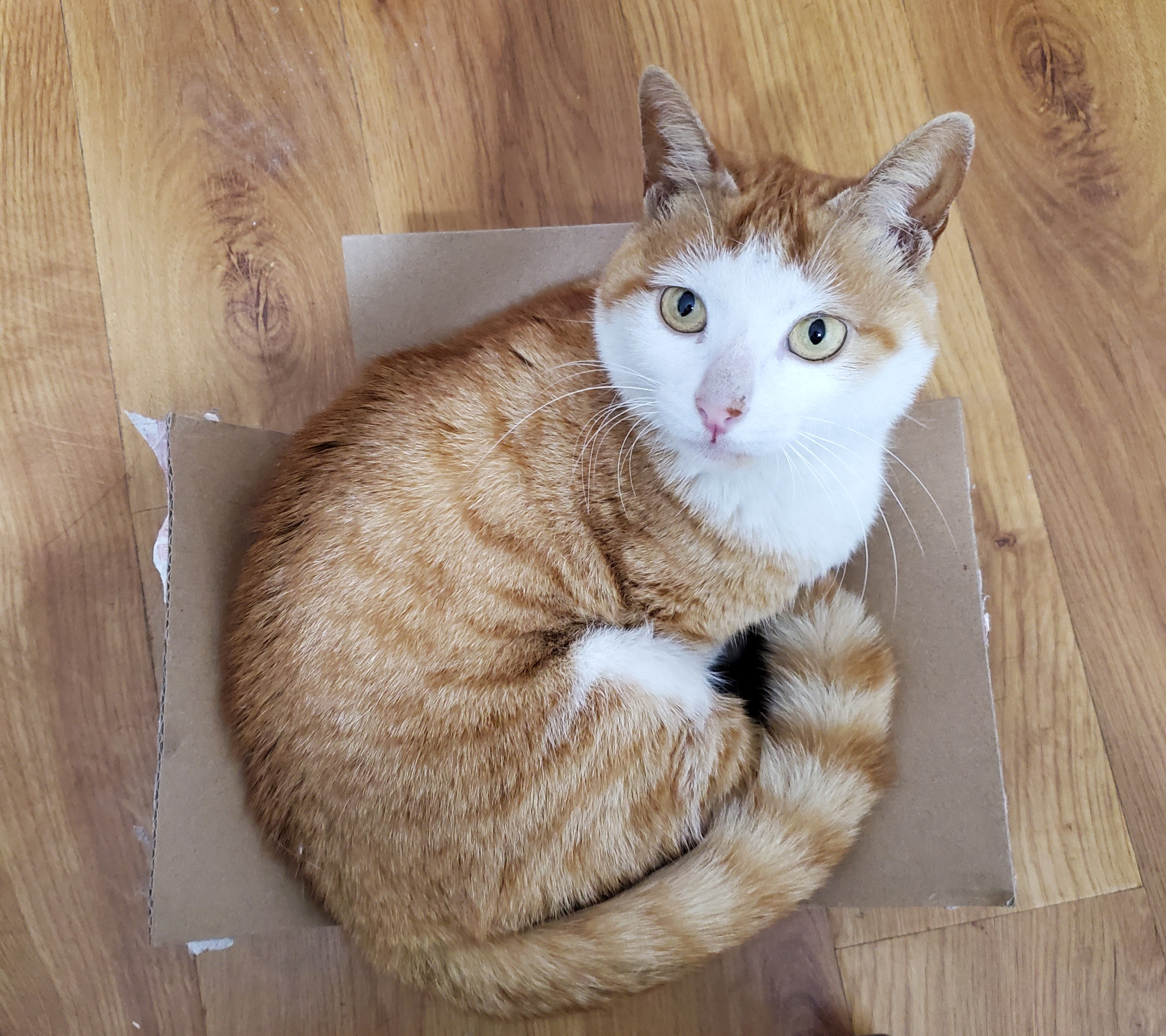 养四肢残疾猫好吗,如何养一只流浪小猫