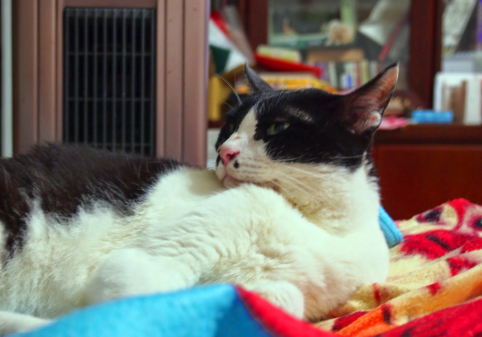 15岁猫咪慢性肾病治疗,猫咪肾病