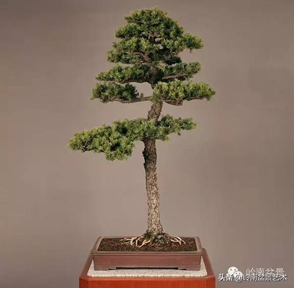 庭院树石盆景 (日式石头盆景布局)