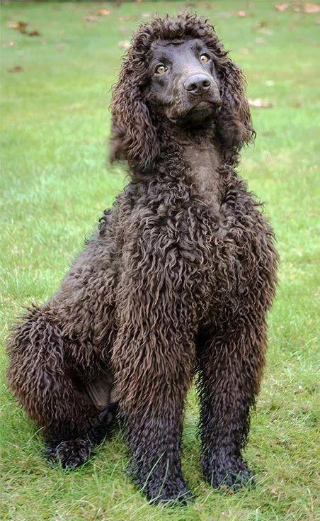 每日一狗阿拉斯加犬视频,爱尔兰水猎犬品种大全