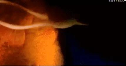 18张动图揭秘，你不是游得最快的那一个精子