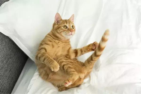 体外驱虫是直接让跳蚤死掉吗,体外驱虫会把狗狗毒死吗