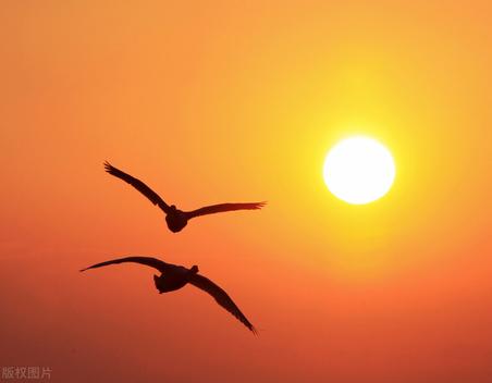 赵友辉散文：寻找一片栖息地