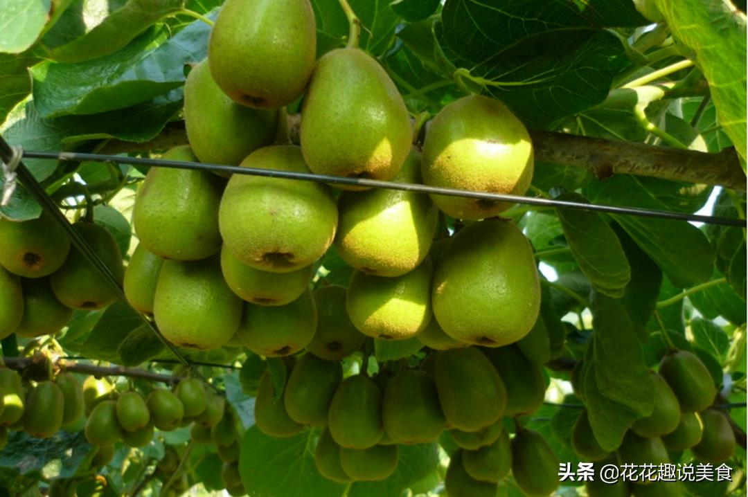 买猕猴桃树买八年的还是买两年的,买猕猴桃公的还是母的好