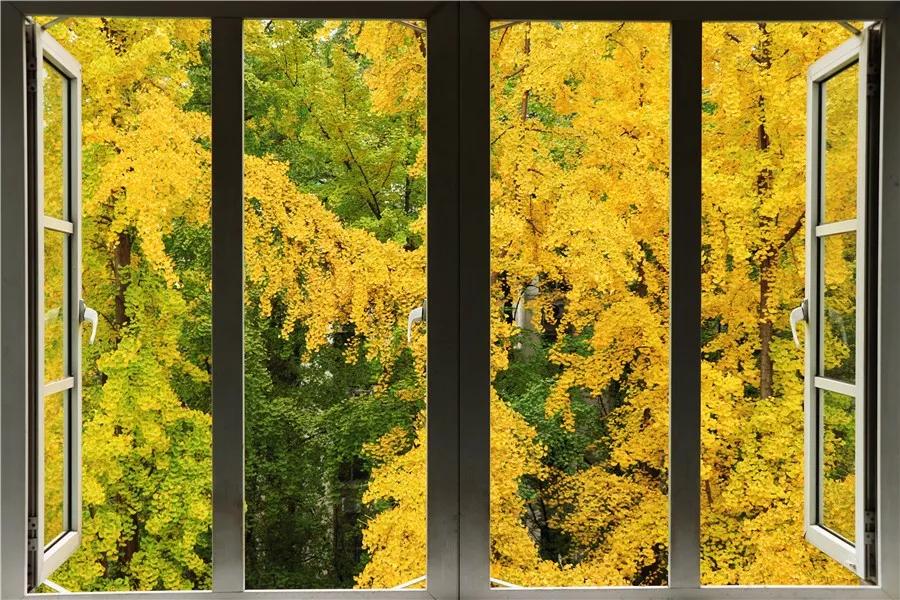 最美校园免费观看,最美校园银杏