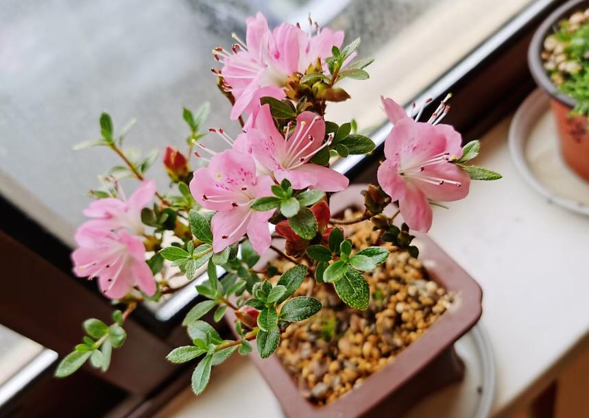 养花不需要发酵的自制花肥,哪种有机肥料养花最好