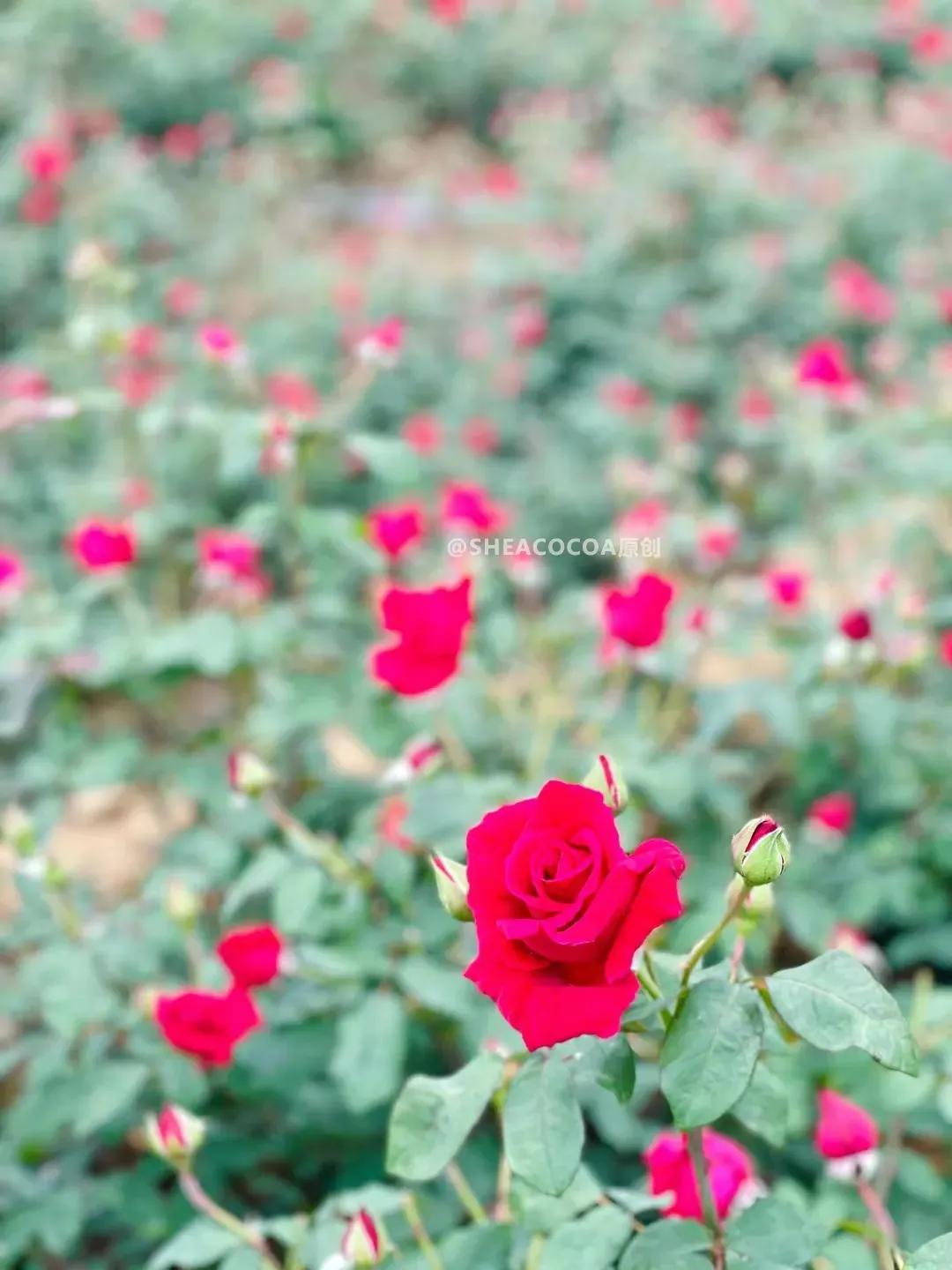 玫瑰细胞液保湿,纯天然玫瑰细胞液