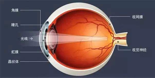 猫的眼睛在夜晚会发光吗,猫的眼睛夜里会发光吗