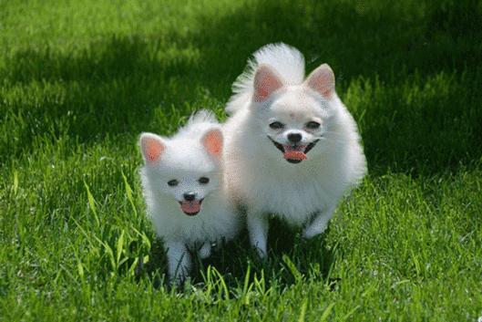 怎样给宠物驱虫以及驱虫的好处,宠物医生驱虫