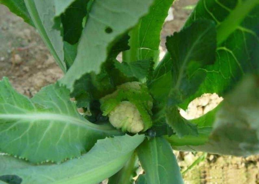 花菜不结球,花菜结球了还要施肥吗