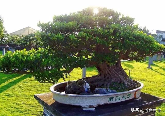 世界名贵花图片大全集,世界上最漂亮名贵的花卉