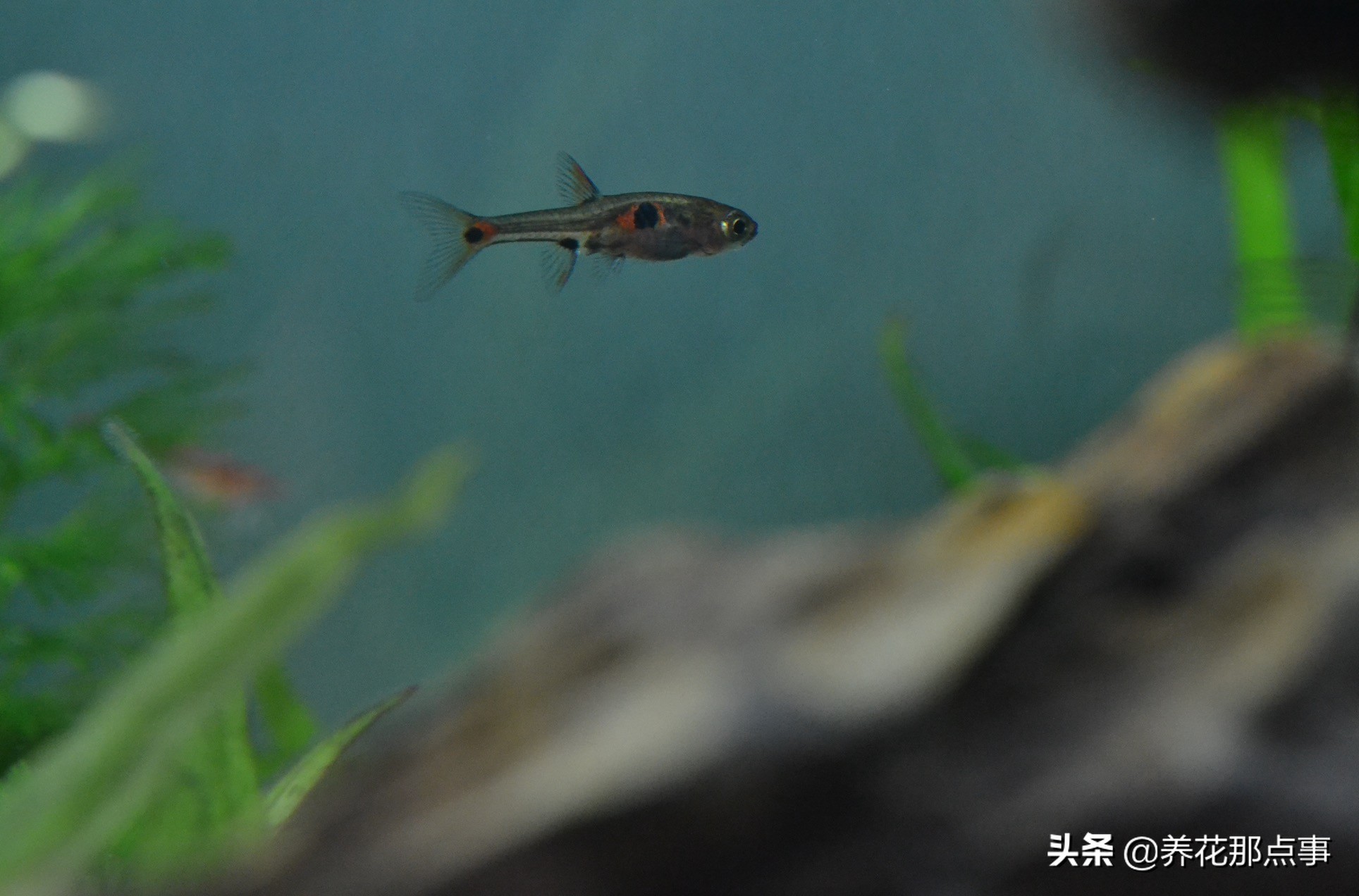 热带鱼好养新手入门推荐大缸,热带鱼最好养活又漂亮