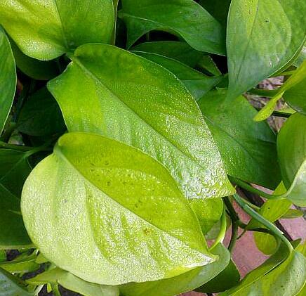 绿萝老化了怎么翻新,绿萝叶干烂了怎么回事