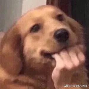 有哪些沙雕又可爱的句子？喜欢一个人太累了，所以我喜欢了十个…