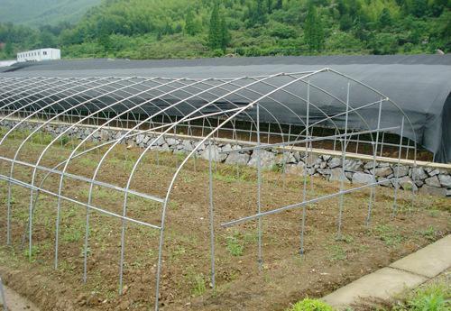 种植大棚通风口要防虫网吗,西红柿种植大棚需要多少目防虫网