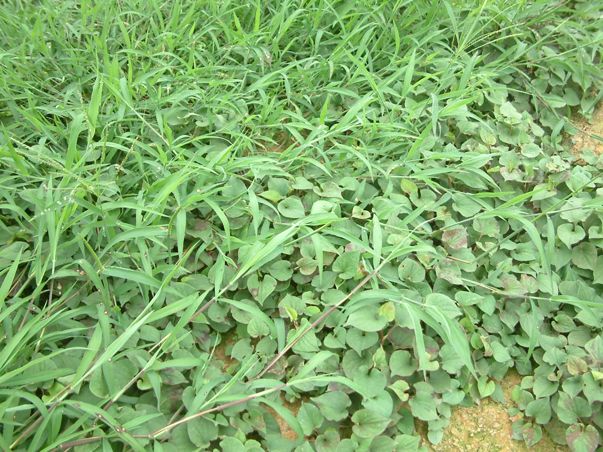 鱼腥草无公害丰产栽培技术,鱼腥草栽培