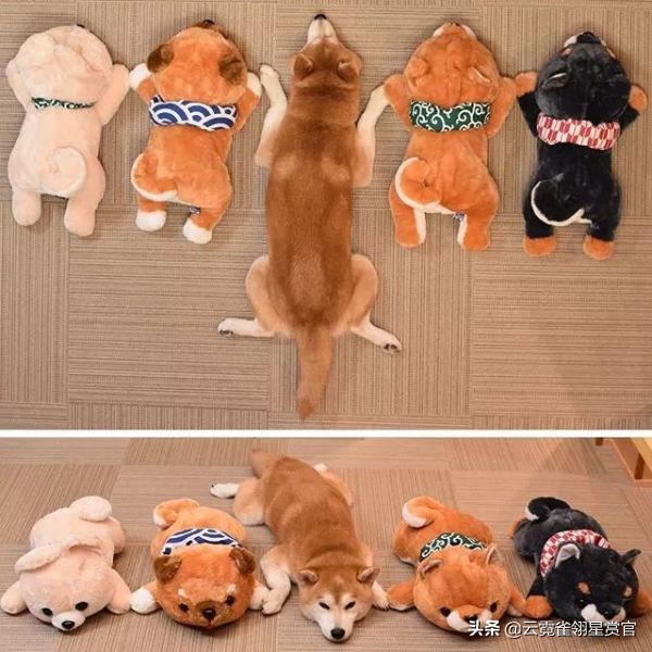 把柴犬放在一堆柴犬玩偶里,日本两只柴犬